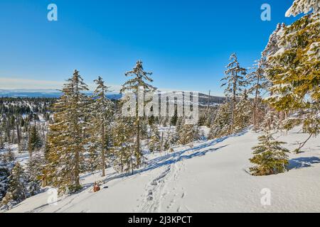 Baumstämme und gefrorene Norwegenfichte oder europäische Fichte (Picea abies) an einem hellen Wintertag auf dem Berg Lusen im Bayerischen Wald Stockfoto