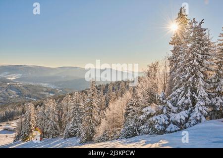 Gefrorene Norwegenfichte oder Europäische Fichte (Picea abies) an einem hellen Wintertag auf dem Berg Arber im Bayerischen Wald; Bayern, Deutschland Stockfoto