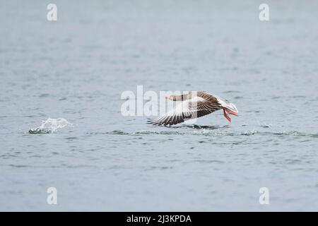 Graugans (Anser anser) auf einem See; Bayern, Deutschland Stockfoto