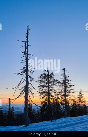 Baumstämme und gefrorene Norwegenfichte oder europäische Fichten (Picea abies), die bei Sonnenuntergang auf dem Berg Lusen im Bayerischen Wald silhouettiert wurden Stockfoto