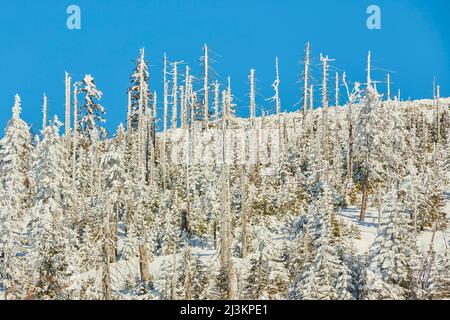 Baumstämme und norwegische Fichten- oder europäische Fichten (Picea abies) an einem hellen Wintertag auf dem Berg Lusen im Bayerischen Wald; Bayern, Deutschland Stockfoto