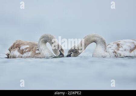 Mutige Schwäne juvenil (Cygnus olor) bei Schneefall an der Donau; Bayern, Deutschland Stockfoto