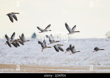 Schwarm von Graugänsen (Anser anser), die über ein schneebedecktes Feld fliegen; Bayern, Deutschland Stockfoto