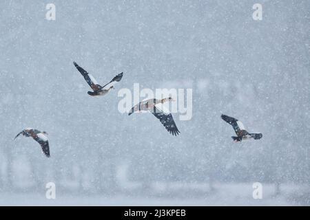 Ägyptische Gänse (Alopochen aegyptiaca) fliegen in einem Schneesturm; Bayern, Deutschland Stockfoto