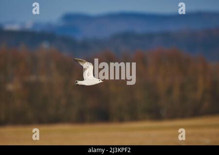 Europäische Heringsmöwe (Larus argentatus) im Flug; Bayern, Deutschland Stockfoto