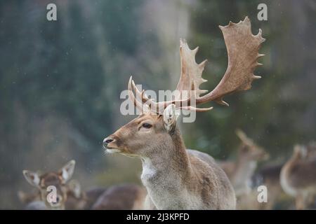 Damhirsch (Dama dama) mit Herde auf einer Wiese; Bayern, Deutschland Stockfoto