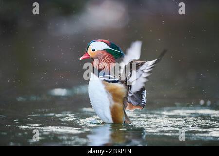 Mandarinente (Aix galericulata) Männchen, das Wasser auf einem See spritzt; Bayern, Deutschland Stockfoto