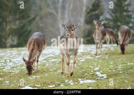 Damwild (Dama dama) Herde auf einer Wiese; Bayern, Deutschland Stockfoto