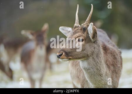 Damhirsch (Dama dama) mit Herde auf einer Wiese; Bayern, Deutschland Stockfoto