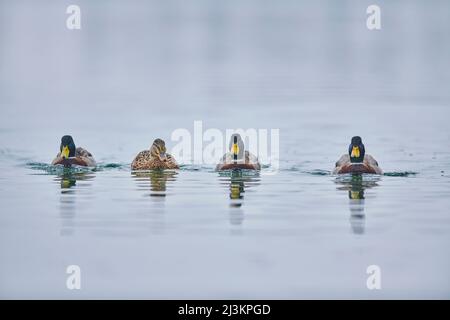 Mallard (Anas platyrhynchos) Weibchen schwimmen zwischen vier männlichen Stockenten auf einem See; Bayern, Deutschland Stockfoto