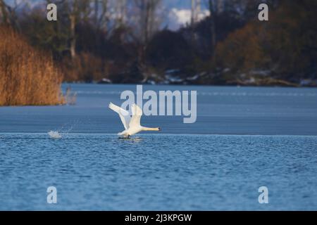 Der mute Schwan (Cygnus olor) startet von der Donau aus; Oberpfalz, Bayern, Deutschland Stockfoto