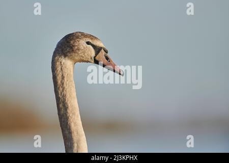 Porträt eines Schwanenjuvenils (Cygnus olor) an der Donau; Bayern, Deutschland Stockfoto