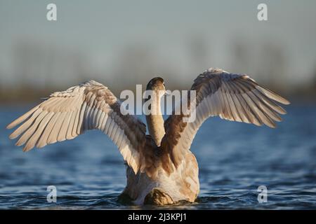 Muter Schwan juvenile (Cygnus olor) schwimmend in der Donau; Bayern, Deutschland Stockfoto