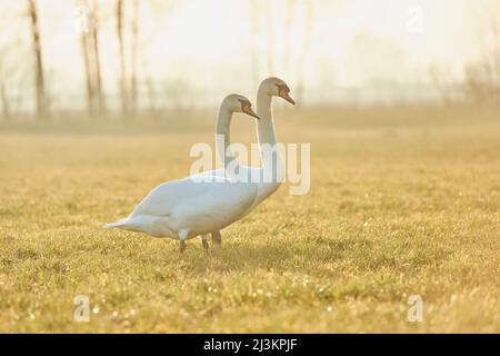 Zwei stumpfe Schwäne (Cygnus olor) stehen auf einer im warmen Sonnenlicht getauchten Wiese; Oberpfalz, Bayern, Deutschland Stockfoto