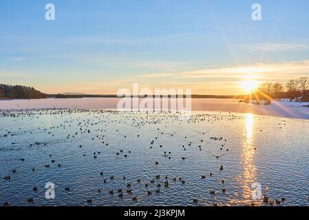 Abundanz von eurasischem Ruß (Fulica atra) auf einem See bei Sonnenaufgang; Frankonia, Bayern, Deutschland Stockfoto