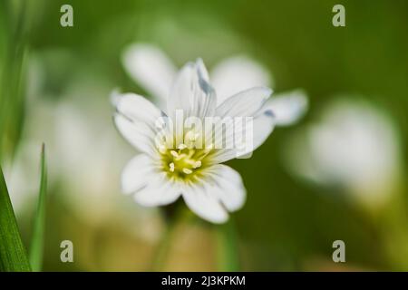 Feldmausohr oder Feldkicherkraut (Cerastium arvense) blüht; Bayern, Deutschland Stockfoto