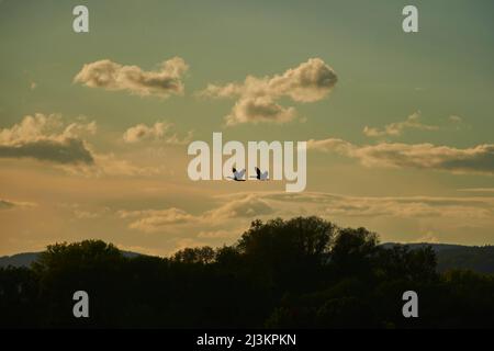 Graugänse (Anser anser) fliegen in farbigen Wolken über Baumwipfeln bei Sonnenuntergang, Bayerischer Wald; Bayern, Deutschland Stockfoto