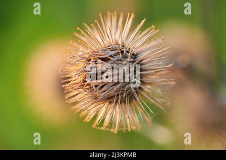 Große Klette, Gobo, essbare Klette, Lappa, Bettelknöpfe, Dorniger Burr oder Happy Major (Arctium lappa) Samen; Oberpfalz, Bayern, Deutschland Stockfoto