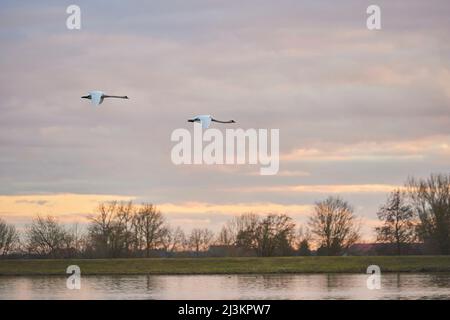 Stumme Schwäne (Cygnus olor) fliegen bei Sonnenuntergang über der Donau; Bayern, Deutschland Stockfoto