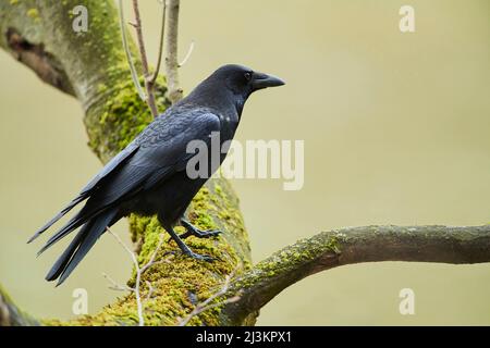 Aaskrähe (Corvus corone) auf einem Ast sitzend; Bayern, Deutschland Stockfoto
