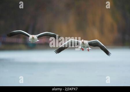 Graugänse (Anser anser) im Flug über einen See,; Bayern, Deutschland Stockfoto