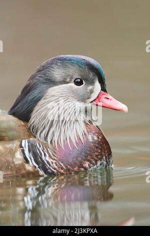 Mandarinente (Aix galericulata) Männchen schwimmend auf einem See; Bayern, Deutschland Stockfoto