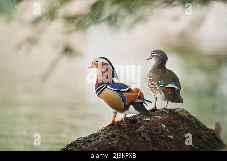 Mandarinente (Aix galericulata) auf einem Felsen stehendes Paar; Bayern, Deutschland Stockfoto