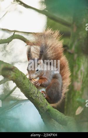 Eurasisches Rothörnchen (Sciurus vulgaris) auf einem Ast, der eine Nuss frisst; Bayern, Deutschland Stockfoto