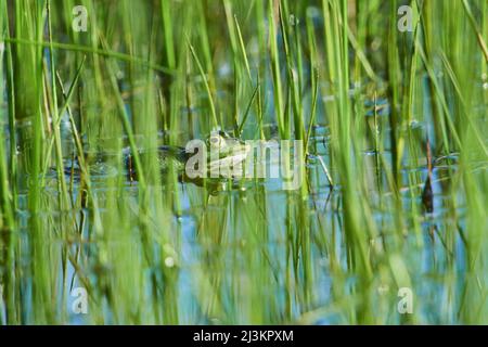 Europäischer gewöhnlicher Frosch (Rana temporaria), versteckt im Wasser unter Gräsern; Bayern, Deutschland Stockfoto