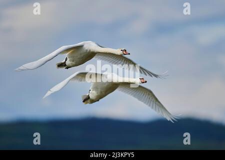 Zwei Mute Swan fliegen zusammen, Bayerischer Wald; Bayern, Deutschland Stockfoto