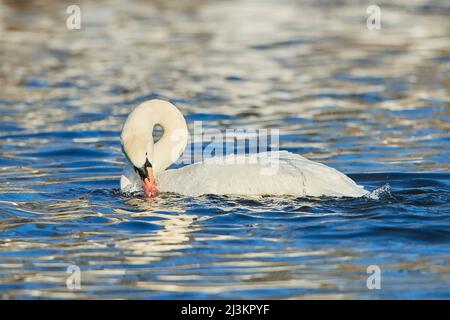 Muter Schwan (Cygnus olor) schwimmend in einem See; Bayern, Deutschland Stockfoto