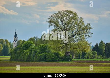 Großer europäischer Espenbaum (Populus tremula) und Kirchturm, Bayerischer Wald; Bayern, Deutschland Stockfoto