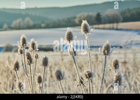 Gefrorener indischer Teelöffel (Dipsacus sativus) auf einem Feld; Bayern, Deutschland Stockfoto