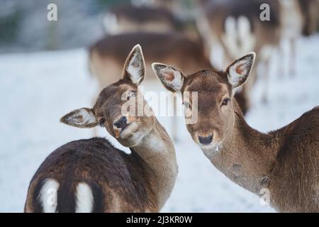 Damhirschherde (Dama dama) auf einer verschneiten Wiese; Bayern, Deutschland Stockfoto