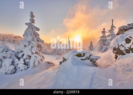 Gefrorene Norwegenfichte oder europäische Fichten (Picea abies) bei Sonnenaufgang auf dem Berg Arber im Bayerischen Wald; Bayern, Deutschland Stockfoto