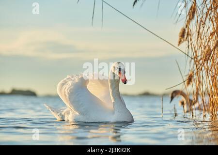 Muter Schwan (Cygnus olor) Porträt, schwimmend auf der Donau; Oberpfalz, Bayern, Deutschland Stockfoto