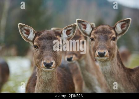 Damwild (Dama dama) Herde auf einer Wiese; Bayern, Deutschland Stockfoto