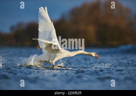 Der mute Schwan (Cygnus olor) startet von der Donau aus; Oberpfalz, Bayern, Deutschland Stockfoto