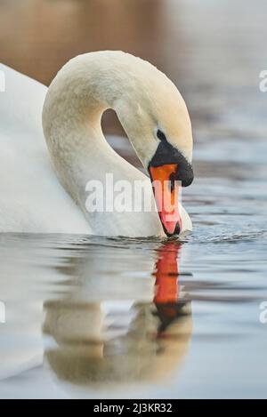 Muter Schwan (Cygnus olor) beim Schwimmen an der Donau; Bayern, Deutschland Stockfoto