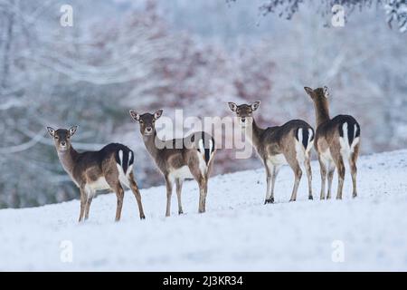 Vier Damhirsche (Dama dama) stehen in einer Reihe auf einer verschneiten Wiese; Bayern, Deutschland Stockfoto