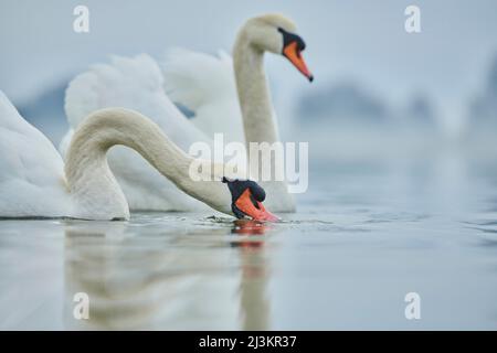 Stumme Schwäne (Cygnus olor) schwimmen in einem See, einer trinkt von der Oberfläche; Bayern, Deutschland Stockfoto