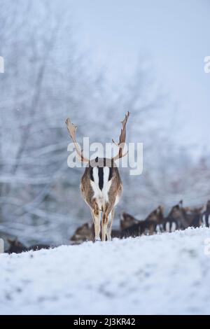 Damhirschherde (Dama dama) grasen auf einer verschneiten Wiese, mit Blick auf die Markierungen auf einem Stier hinten, gefangen; Bayern, Deutschland Stockfoto