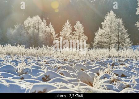 Gefrorene Erle (Alnus glutinosa) Bäume neben einem schneebedeckten Feld; Bayern, Deutschland Stockfoto