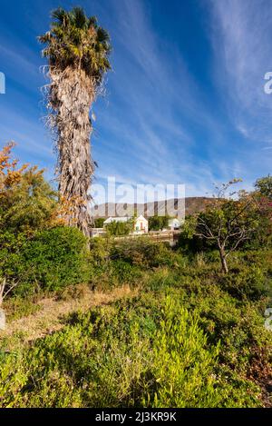 Palme, die auf dem Land in Südafrika wächst; Prinz Albert, Westkap, Südafrika Stockfoto