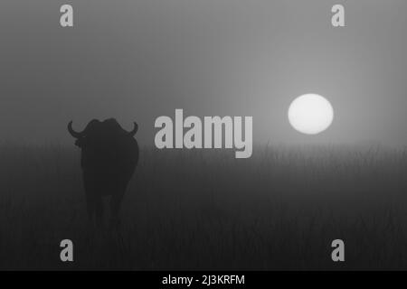 Einsamer afrikanischer Büffel (Syncerus Caffer) steht während einer nebligen Morgendämmerung im Gras, Maasai Mara National Reserve; Maasai Mara, Kenia Stockfoto