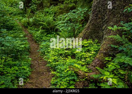 Ein Wanderweg führt durch den üppigen Wald im Fort Columbia State Park; Chinook, Washington, USA Stockfoto