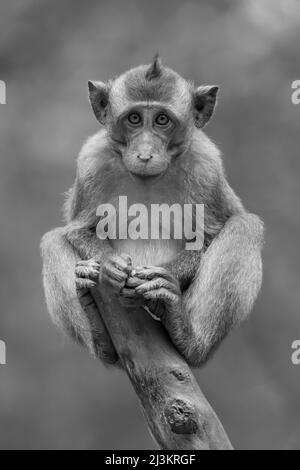 Porträt eines Langschwanzmakaken (Macaca fascicularis), der auf einem Baumstumpf sitzt und die Kamera anschaut; Can Gio, Ho Chi Minh, Vietnam Stockfoto