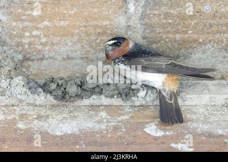 Stallschwalbe baut den Nestbecher, indem sie Schlamm in seinem Schnabel sammelt und ihn oft mit Grasstämmen vermischt, um Pellets zu machen. Palo Alto Baylands, Kalifornien, Stockfoto