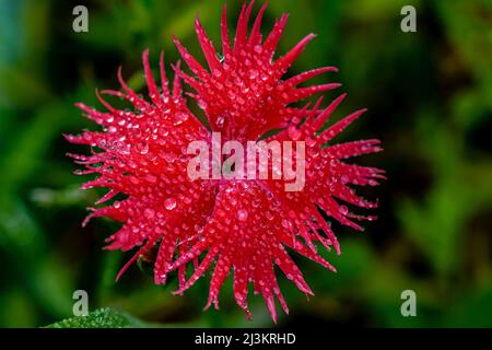 Eine rote Dianthus-Blume blüht im Regen in Oregon; Astoria, Oregon, Vereinigte Staaten von Amerika Stockfoto