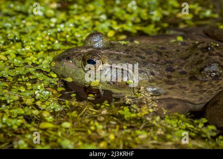 American Bullfrog (Lithobates catesbeianus) sonnt sich in der Wärme des Frühlings in der Nähe von Astoria, Oregon; Astoria, Oregon, USA Stockfoto